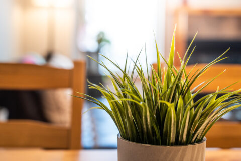 Permalink to:Vacation Rentals / Airbnb